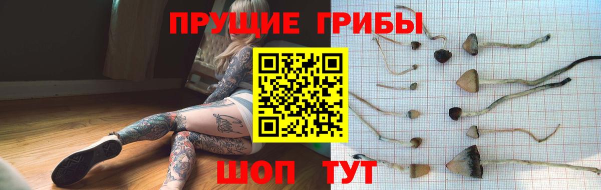 Псилоцибиновые грибы прущие грибы Гусиноозёрск
